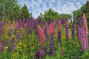 Lupines in all of their glory growing alongside of the Gunflint Trail.