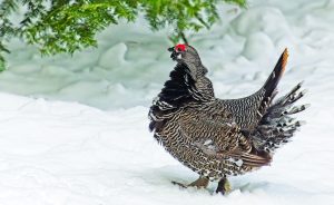 In a glorious New Year’s celebration, this male grouse was prancing and preening, high stepping and strutting for David Johnson as he snapped pictures.